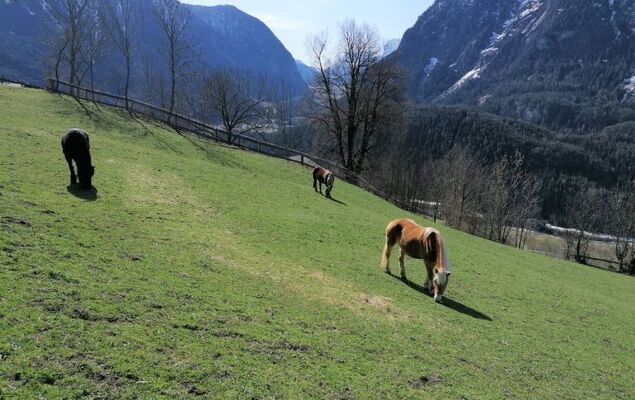 Ferienwohnung Plattner - Photo 62