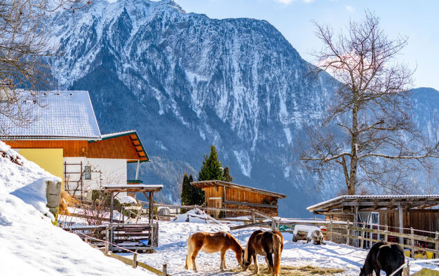 Ferienwohnung Plattner - Photo 80
